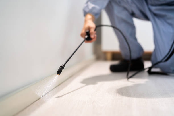 Certified termite inspector examining foundation in Flushing
